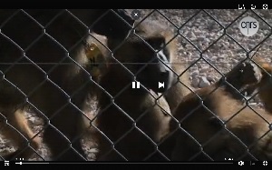 Les babouins raisonnent par 